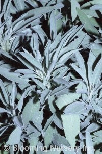 Salvia officinalis 'Garden Grey'